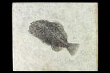 Bargain, Fossil Fish (Cockerellites) - Wyoming #144169-1